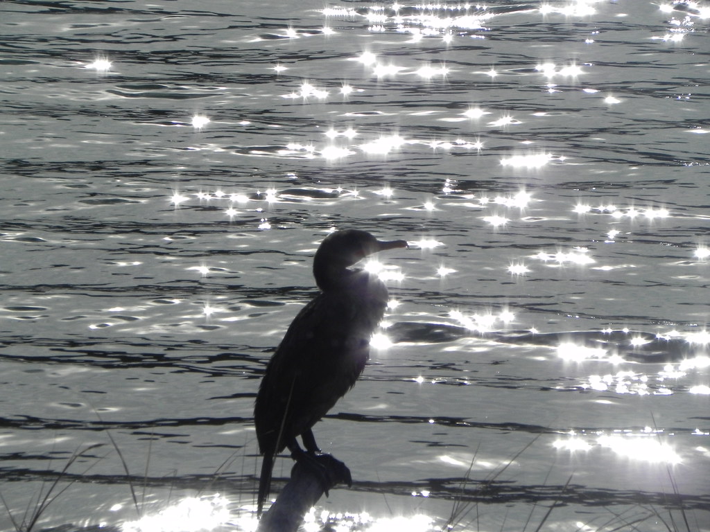 FL Cormorant Photo taken at First Landing State Park, by p… Flickr
