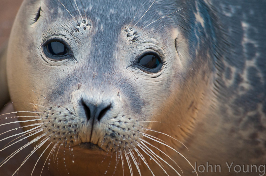 puppy eyes baby seal Taken ISO1600, very low light ;(… Flickr
