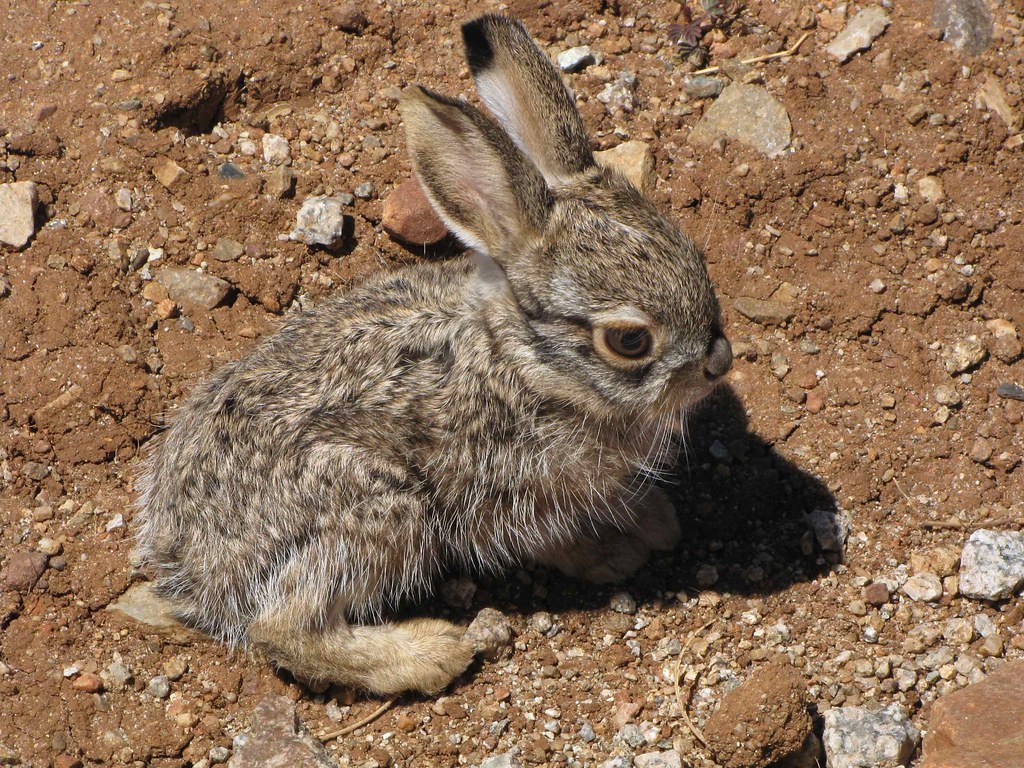 Baby Blacktailed Jackrabbit (Lepus californicus); Mt. Lemmon Road, S of Oracle, AZ a photo on
