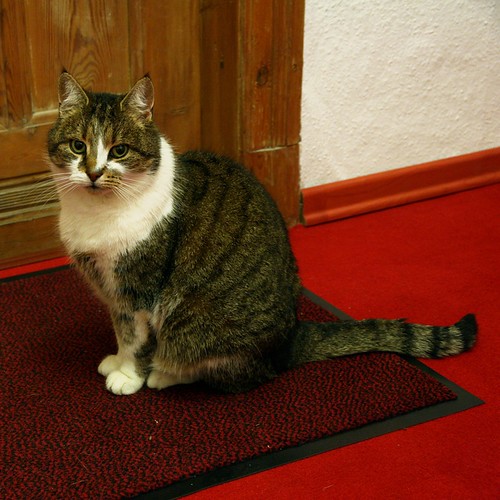 Katze auf schwarzroter Fußmatte auf rotem Teppich vor hell