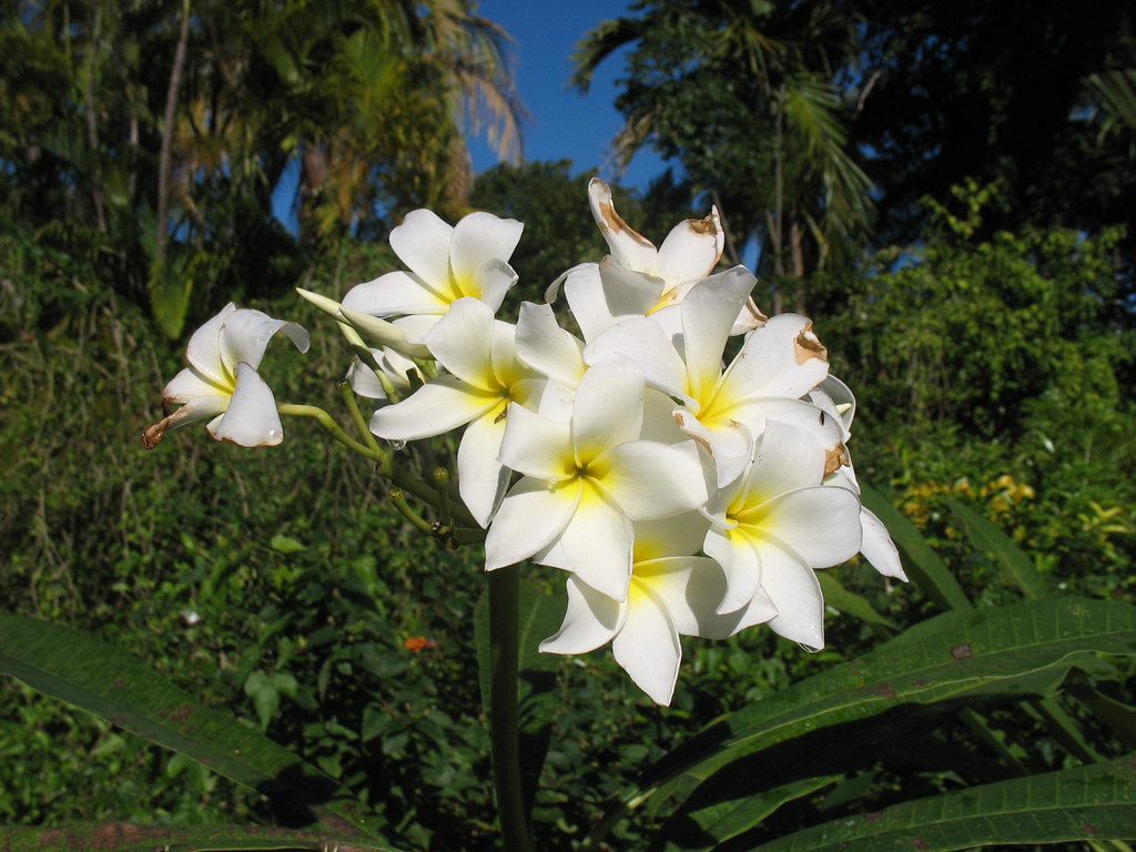 flower freeport garden meadce Flickr