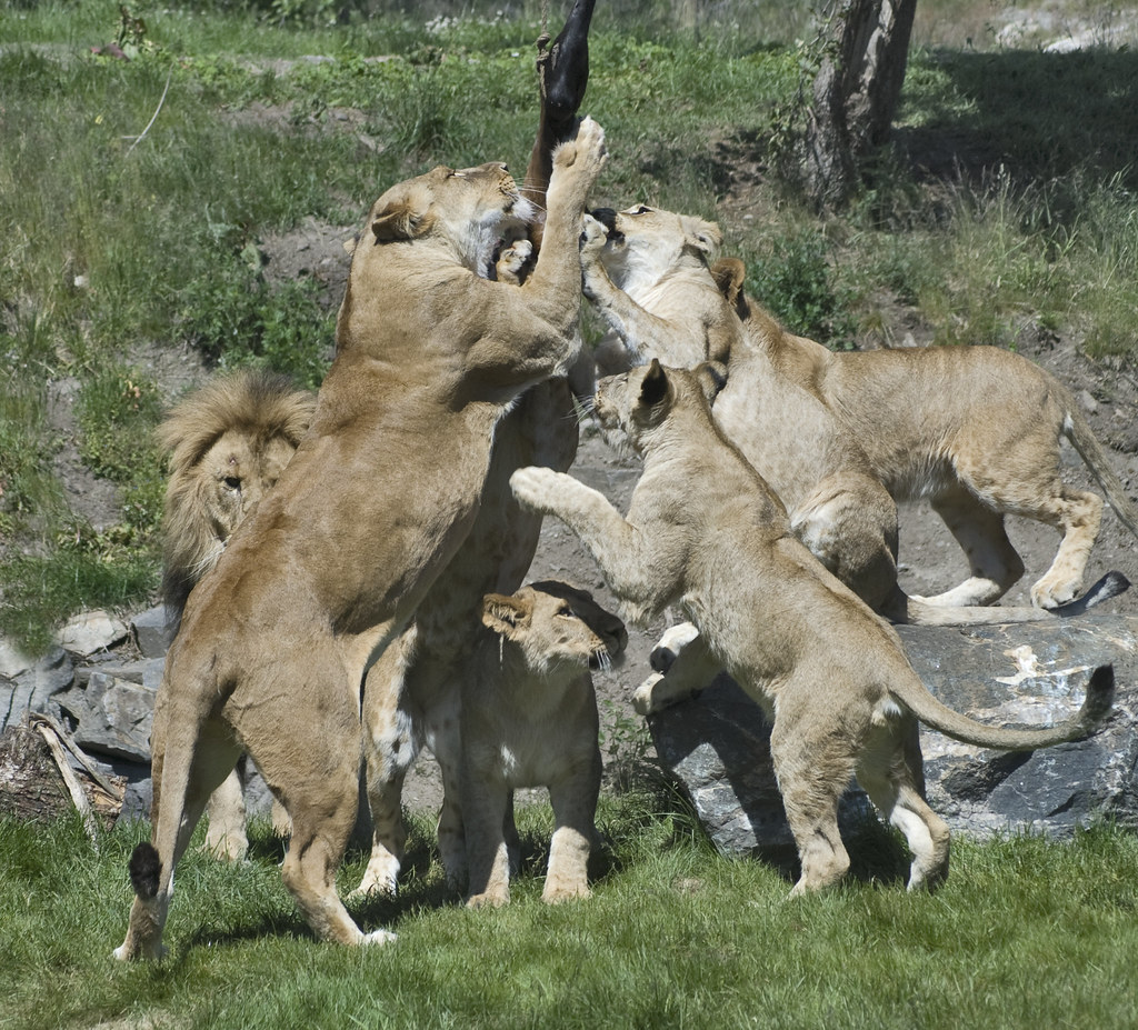 Hungry Lions Taken at Khristiansand Zoo (Dyreparken) in Ju… Flickr