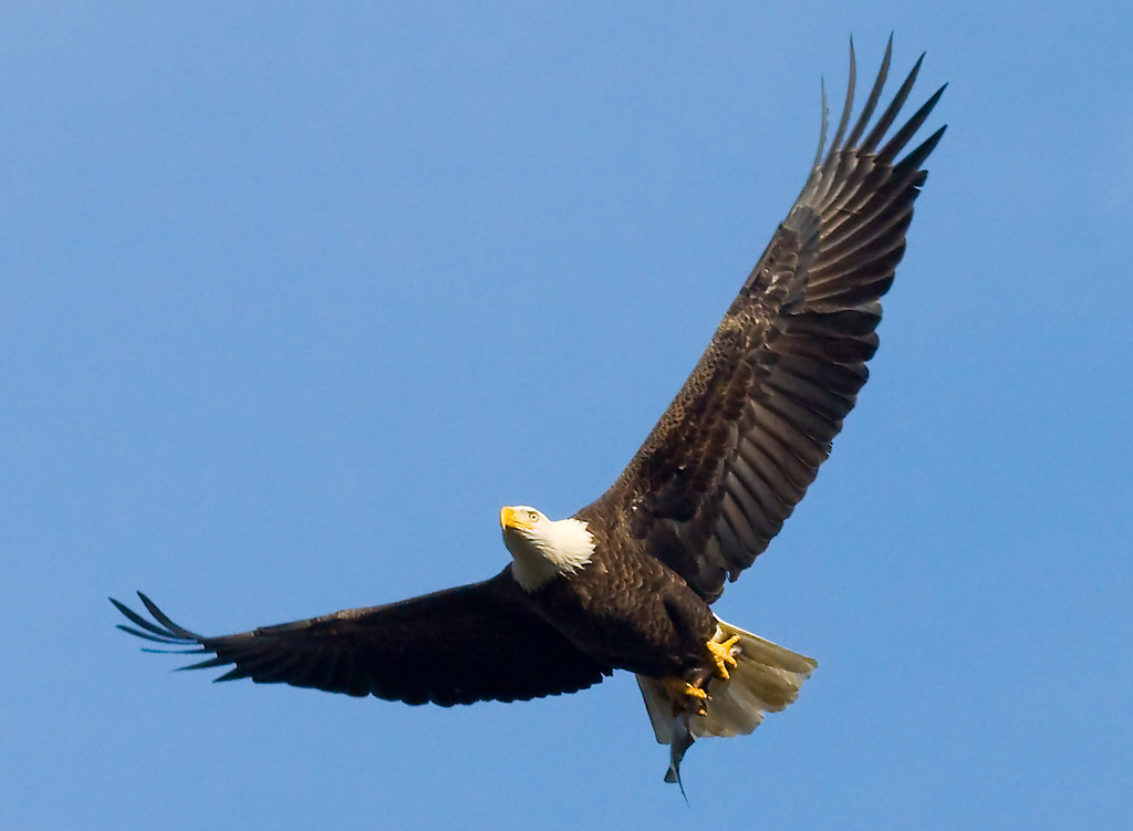 Bald eagle with fish Bald eagle holding a fish in its talo… Flickr