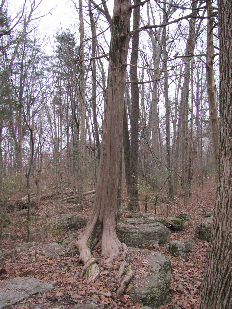 009 Stones River Battlefield, the Slaughter Pen Murfrees… Flickr
