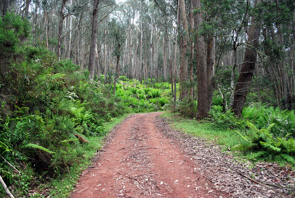 Ferns near the Moroka Road, Alpine National Park, VIC, Aus… Flickr