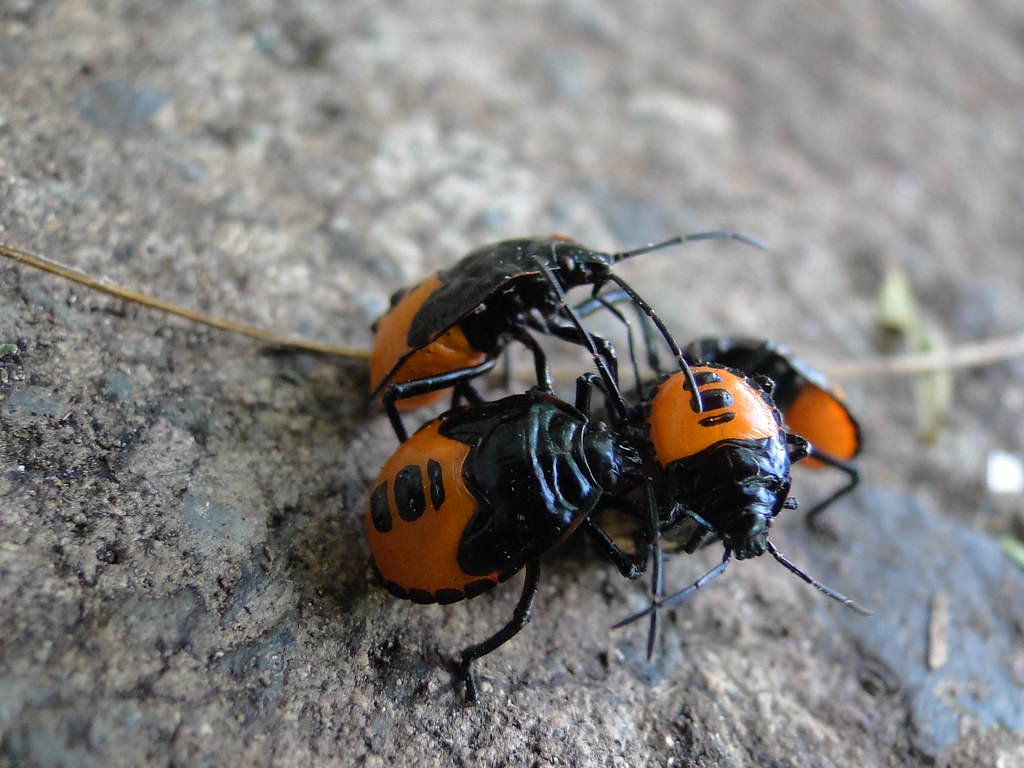 Black and Orange Bugs Virgin Islands National Park, Jan 20… Flickr