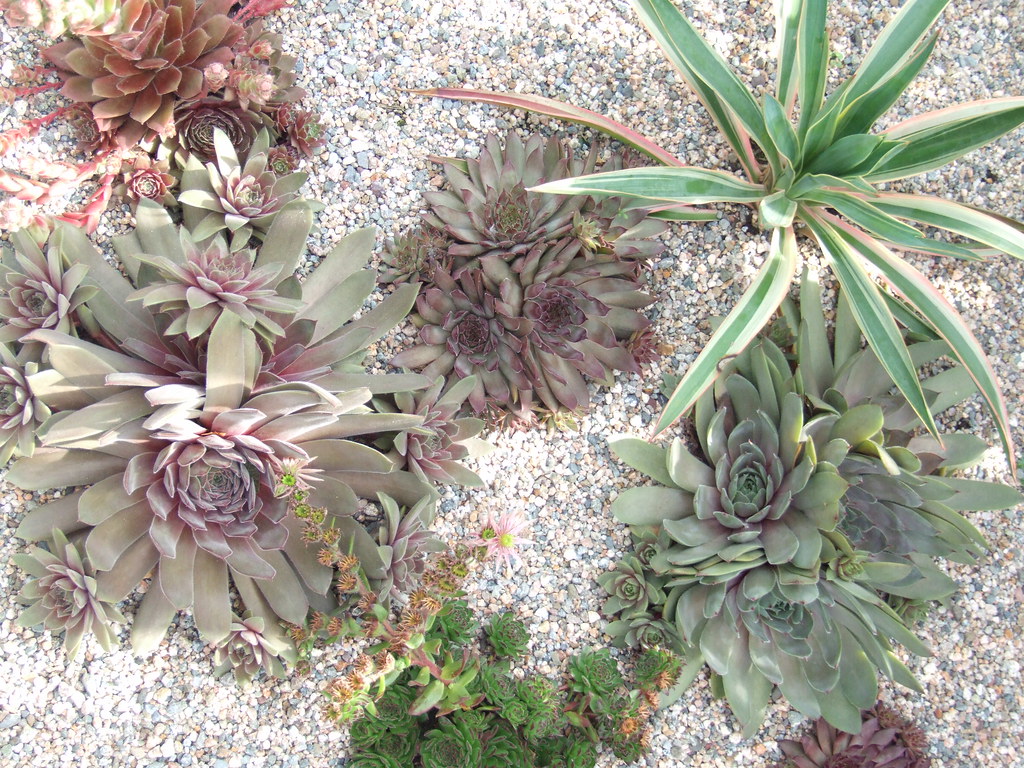 flowers july2009 097 Avondale Nursery Flickr