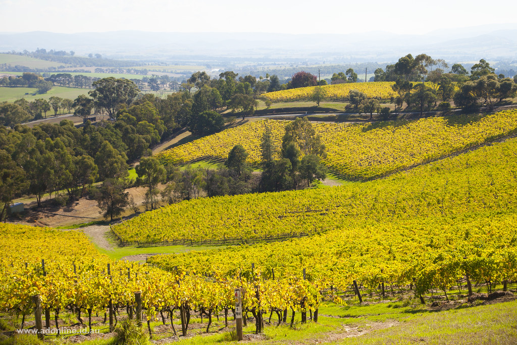 Coldstream Hills A view of Coldstream Hills vineyard in Co… Flickr