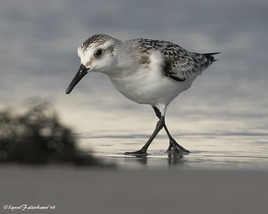 Sand1a Sanderling Stone Harbor, NJ Lynne Falterbauer Flickr