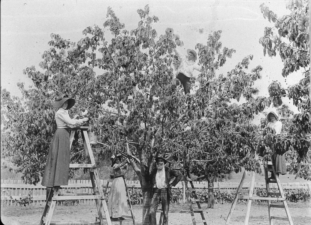 Picking cherries at the Miller orchard "The Poplars" Ten… Flickr