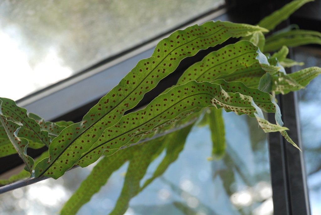 Bear Foot Fern 573