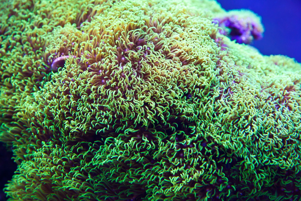 Green Star Polyps under Panorama LED Lighting Ecoxotic LED Lights