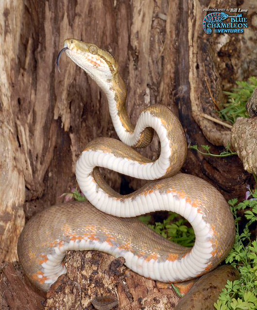 Amazon Tree Boas Corallus hortulanus common garden phase