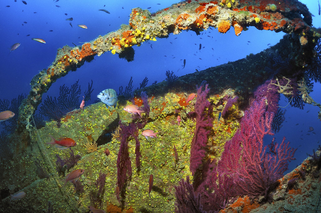 MOHAWK DEER WRECK PORTOFINO MARINE PARK MOHAWK DEER … Flickr