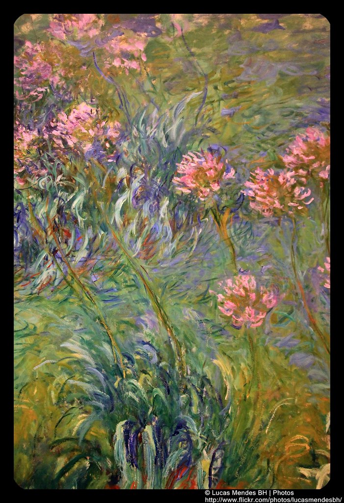 Moma 14 Claude Agapanthus Claude Agapanth… Flickr