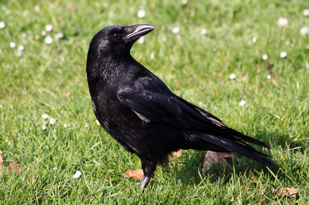 Crow Use this image without my permission is illegal. All … Flickr