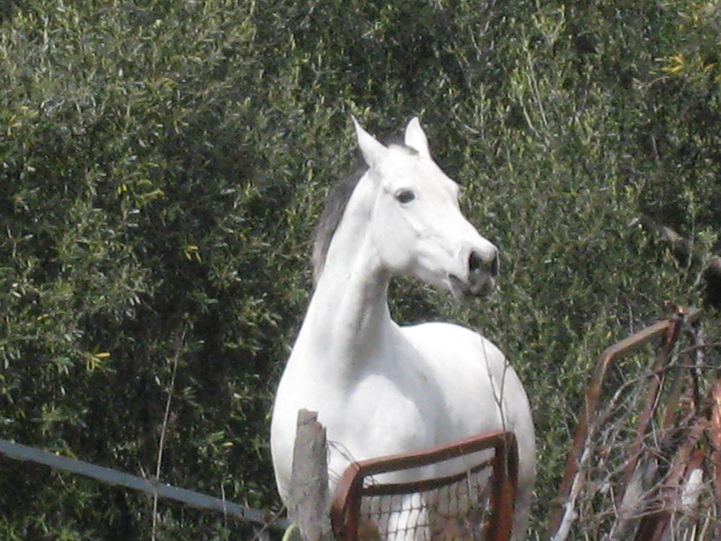 Upset horse This horse was so upset that another horse was… Flickr