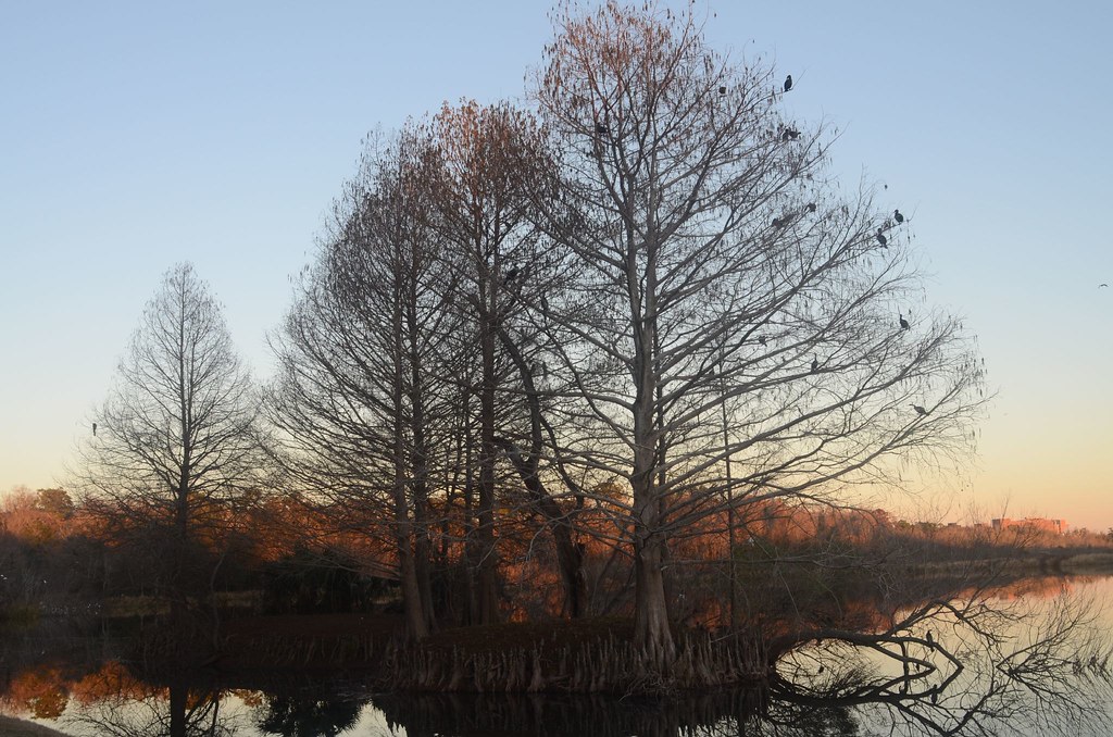 Gainesville Sunset 3 View On Black Stephen McParlin Flickr
