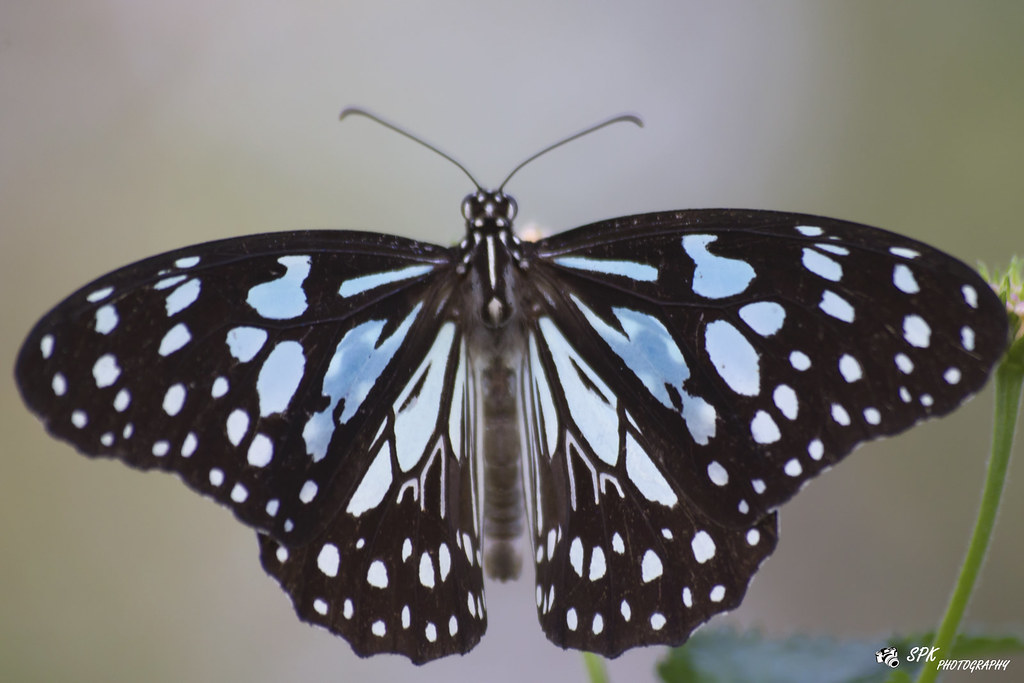 Butterfly Shot at new butterfly garden, pune Saurabh Kulkarni Flickr