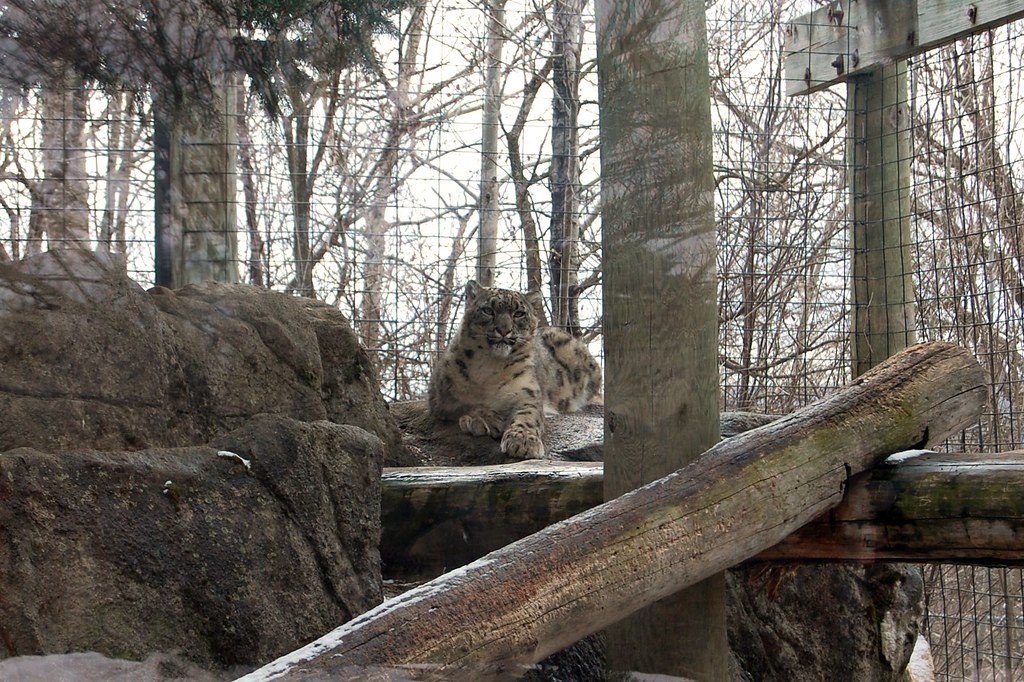 Snow Leopard Park Zoo This is a snow leopard. Hab… Flickr