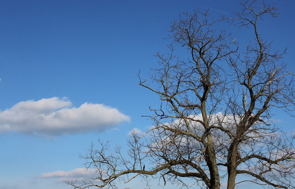 Winter Stoneboro, PA a wellweathered oak stands against… Flickr