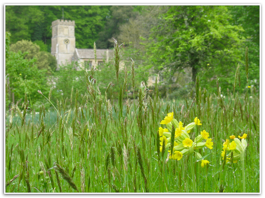 English Meadow Cowslips in a meadow at the National Trust'… Flickr