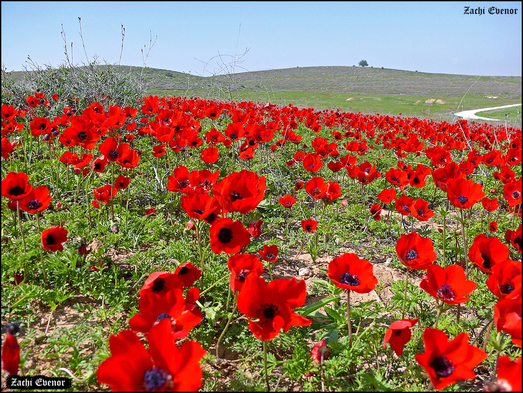 Red carpet of Anemones Anemone coronaria כלנית מצויה Flickr