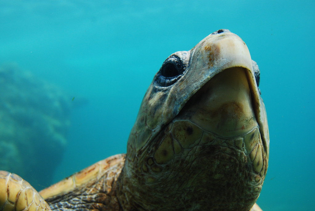 Bec Kelonia, l'observatoire des tortues SaintLeu (Ile