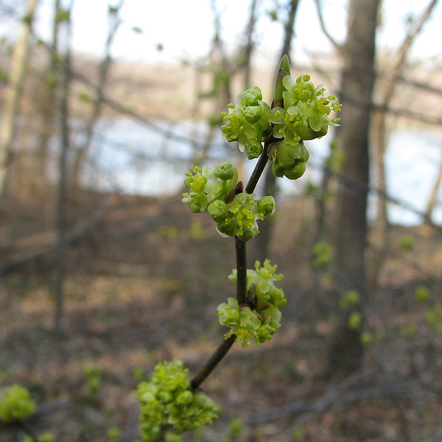 Spicebush Flowers Lake Accotink Park, Springfield, VA Ash Flickr