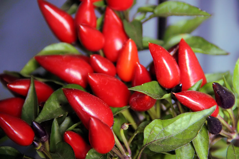 Red peppers youngest peppers are deep purple Hillsboro, … Flickr