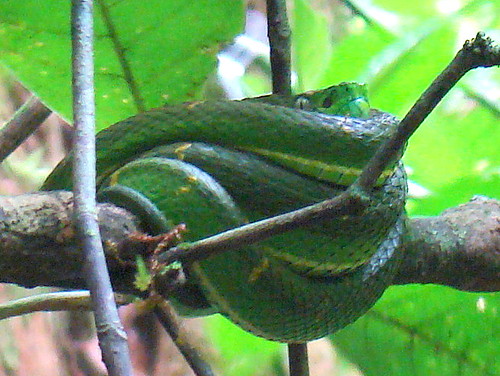 Sidestriped Palm Pit Viper Our sharpeyed guide spotted t… Flickr