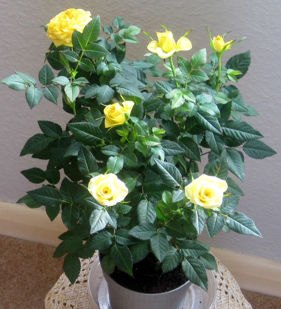 INDOOR ROSE PLANT All rights reserved Vivienne Finch Flickr