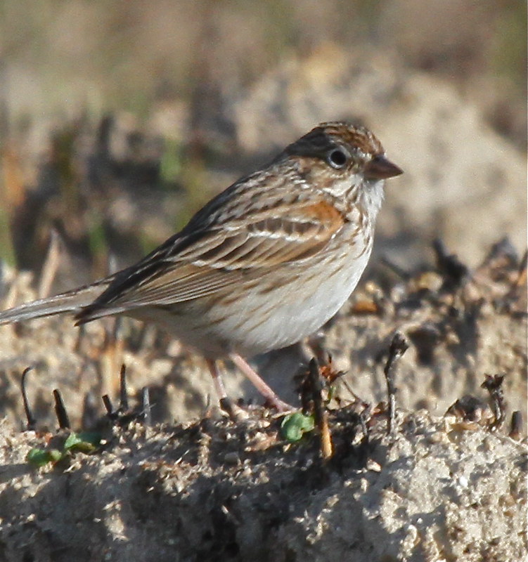 Elevation of Java, VA, USA Topographic Map Altitude Map