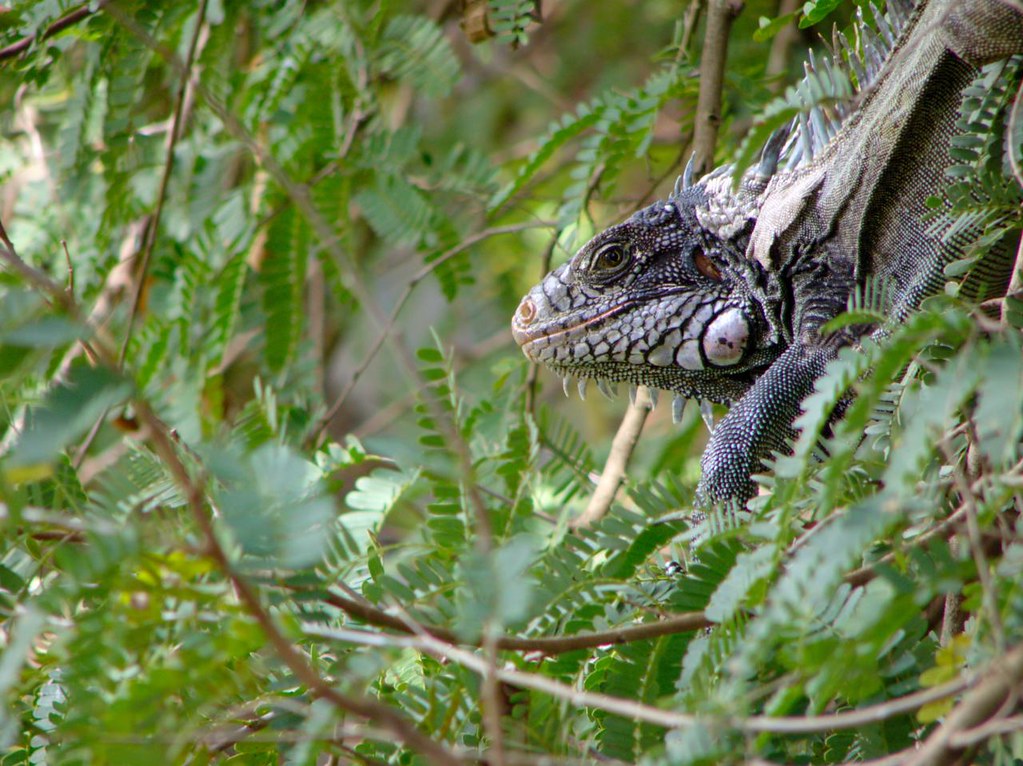 Iguana Común (Iguana iguana iguana) El genero iguana de