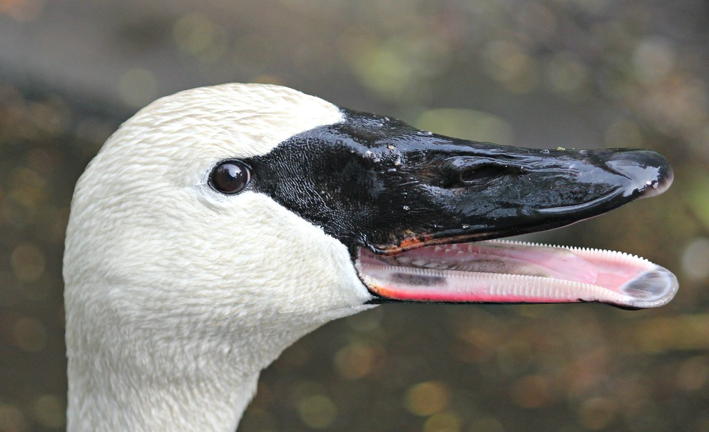 Having a honking good time ! Trumpeter Swan at Martin Mere… Flickr