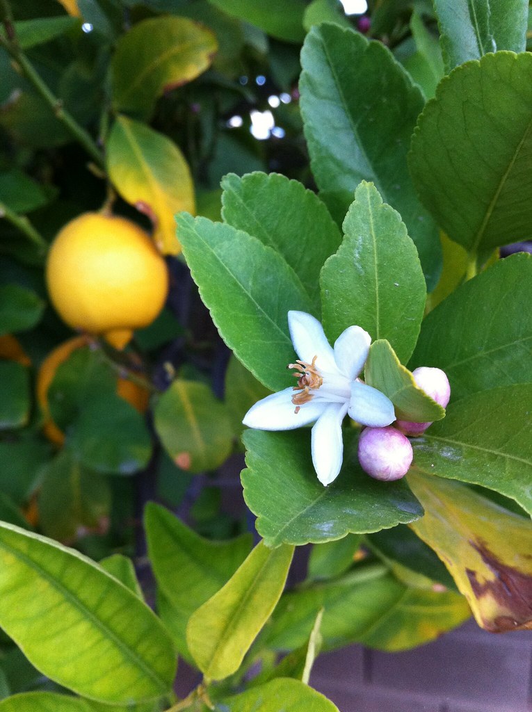 March 15, 2011 Lemon tree beginning to bud and flower. So … Flickr