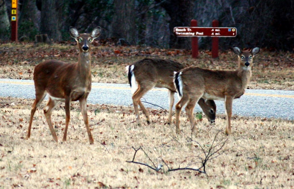 WE Deer getting ready to hit the trails Virginia State Parks Flickr