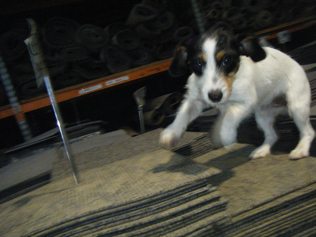 Used Carpet Tiles / Cheap Carpet Squares www.mcmatsrecycle… Flickr