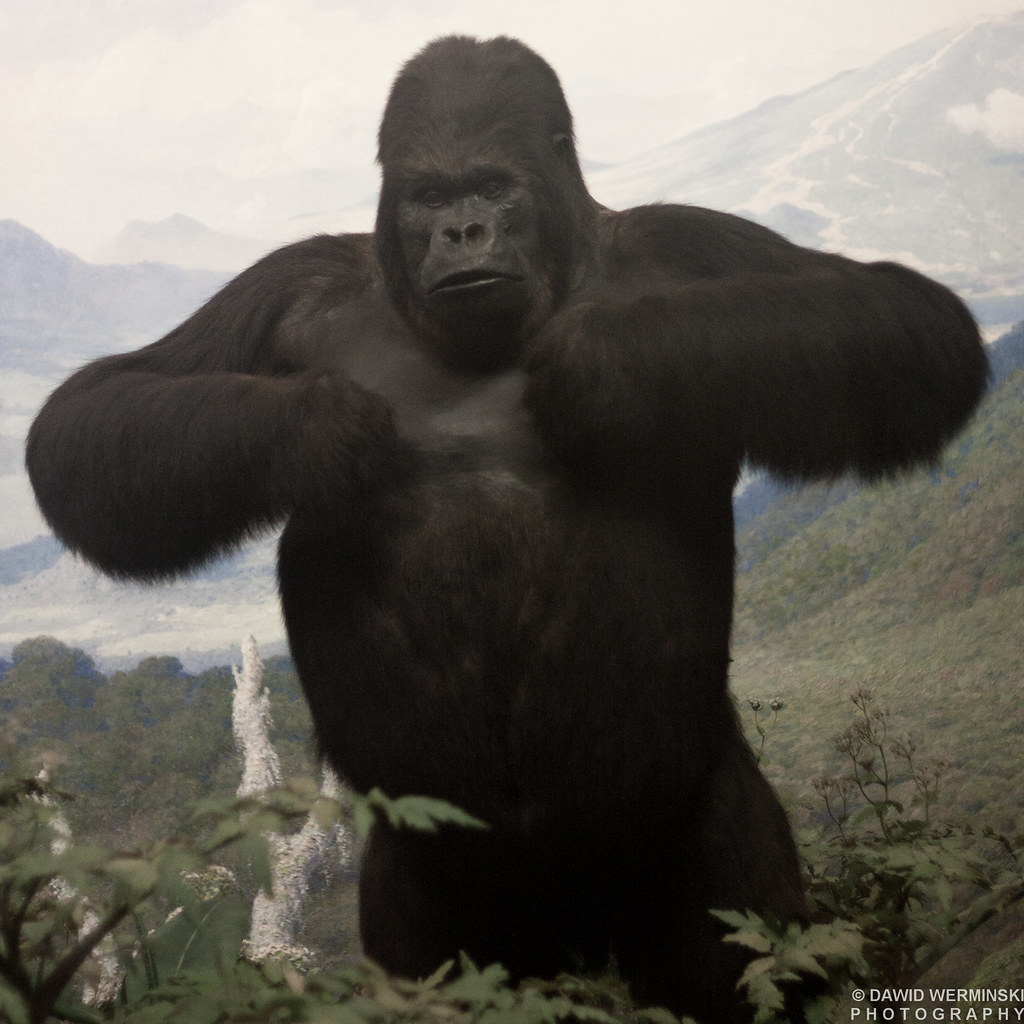 Gorilla A resident of the Akeley Hall of African Mammals. … Flickr