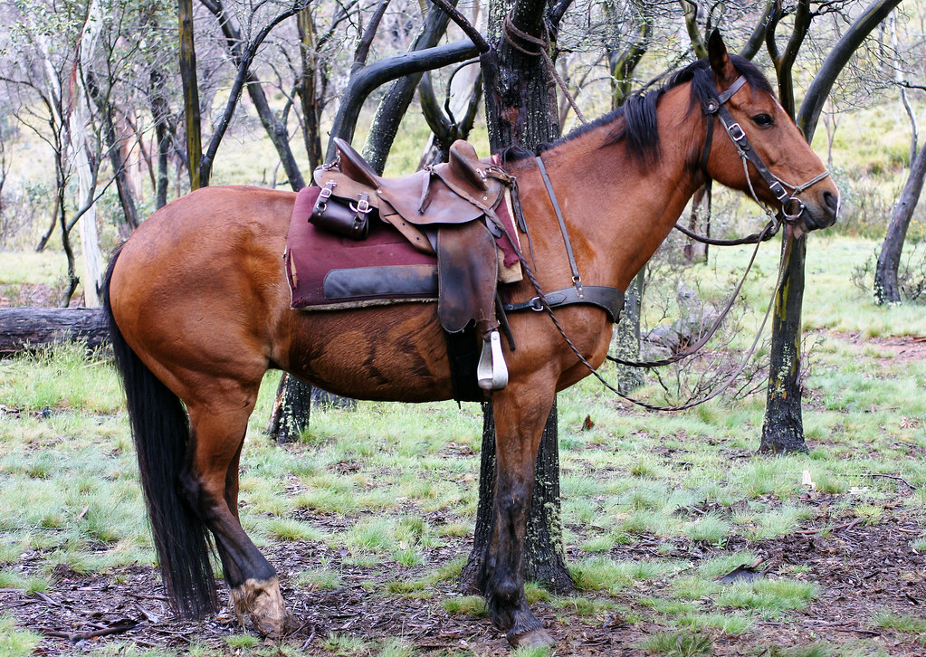 Australian Horse Australian Horse in the Bush while on a H… Christopher Meder Flickr