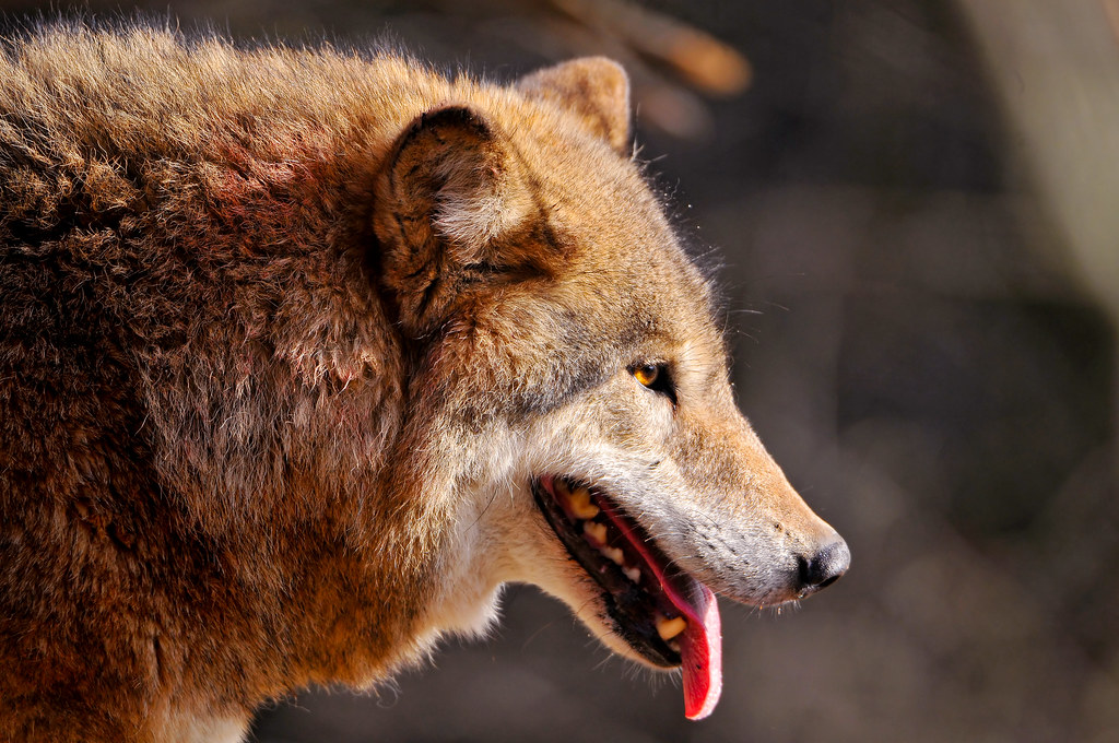 Panting wolf with tongue A new profile portrait of one of … Flickr