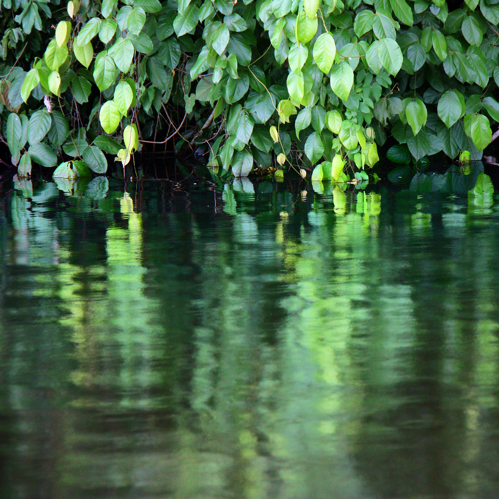 Amazonia water reflections lake near Tambopata river, Puer… Flickr