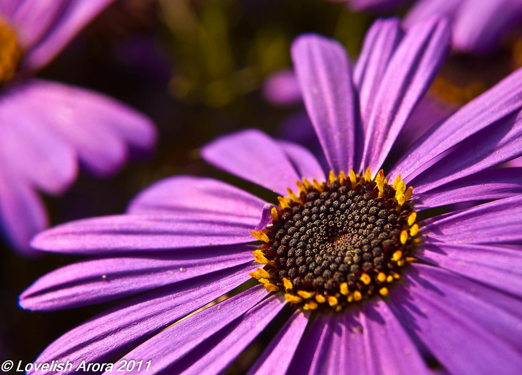 Flower Show Faridabad 26022011 (6 of 9) Lovelish Arora Flickr