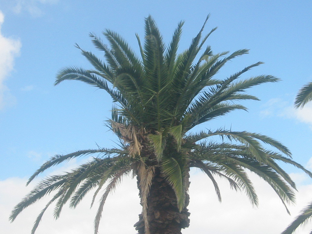 Ripponlea, 2010 Palm Tree Melbourne Australa Lloyd Blakeley Flickr
