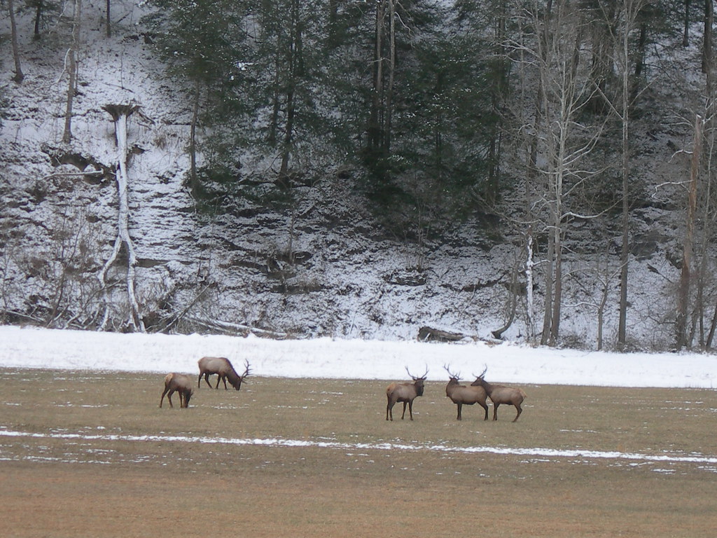 Herd of Elk Along Ky Hwy 582 between Littcarr and Pine Top… Flickr
