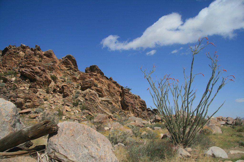 Ocotillo And Val Vista at Jennifer Bates blog