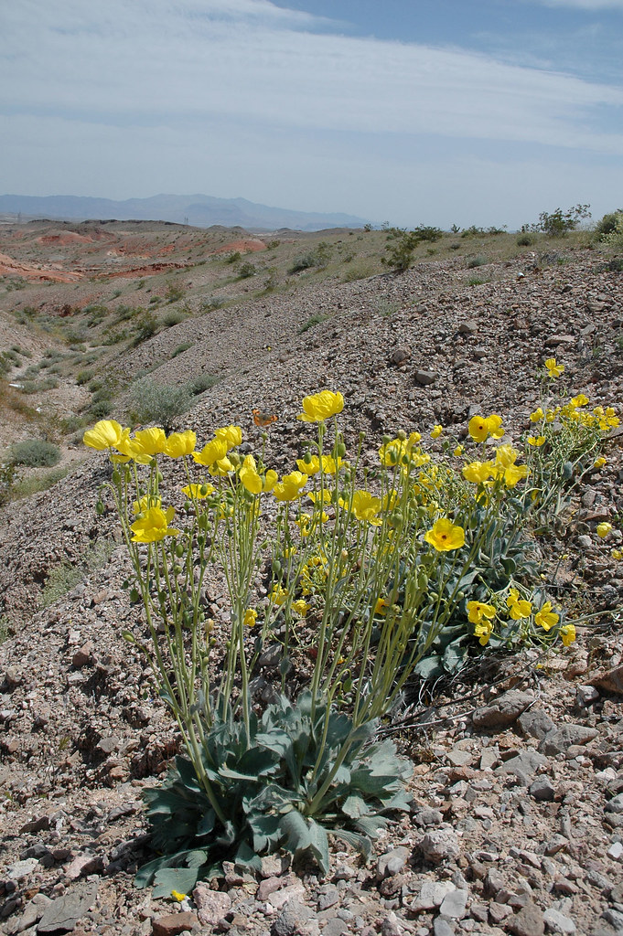 Spring Wildflowers in the Nevada Desert Las Vegas bear pop… Flickr