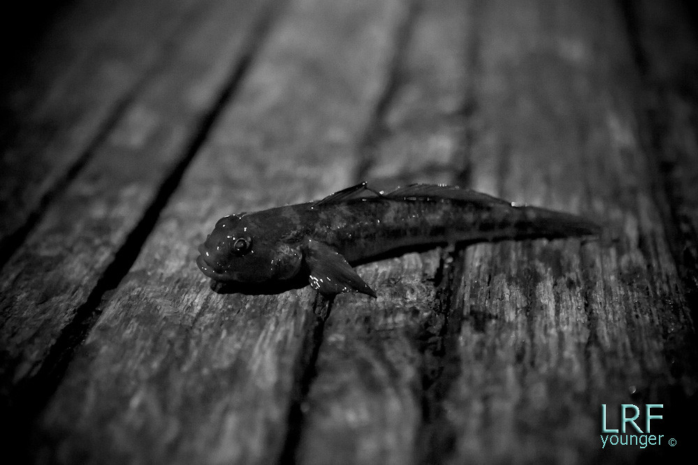 Younger Photography St Elizabeth's House Wedding photograp… Flickr