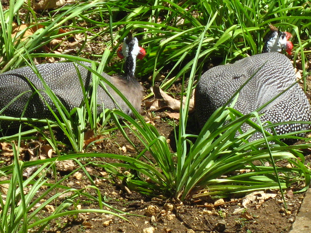 2 Guinea hens in the garden johncantin Flickr