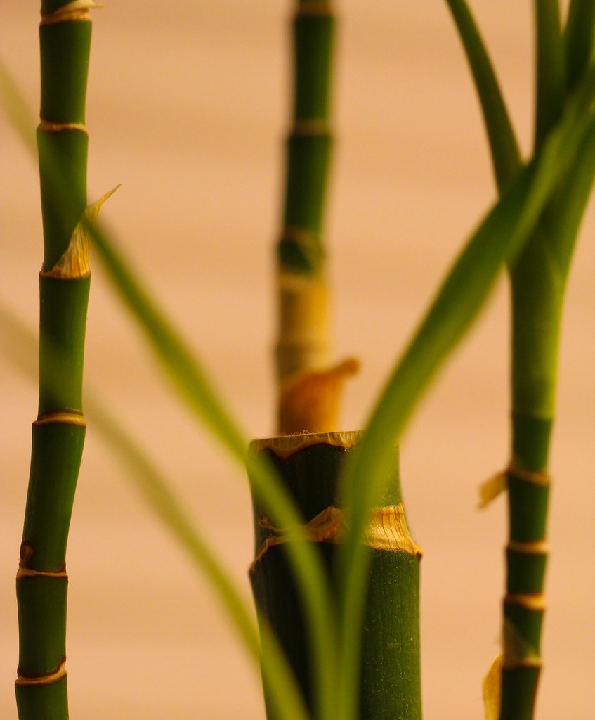 Day 60plant We have this little plant on our counter, so … Flickr